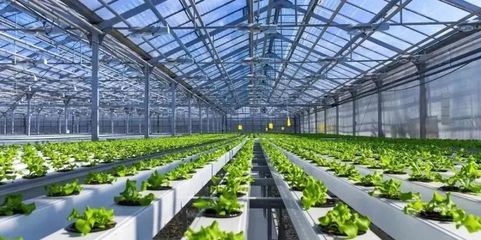 未來已來 探訪5G植物工廠與農業數字孿生實驗室，揭秘新農業的技術革命