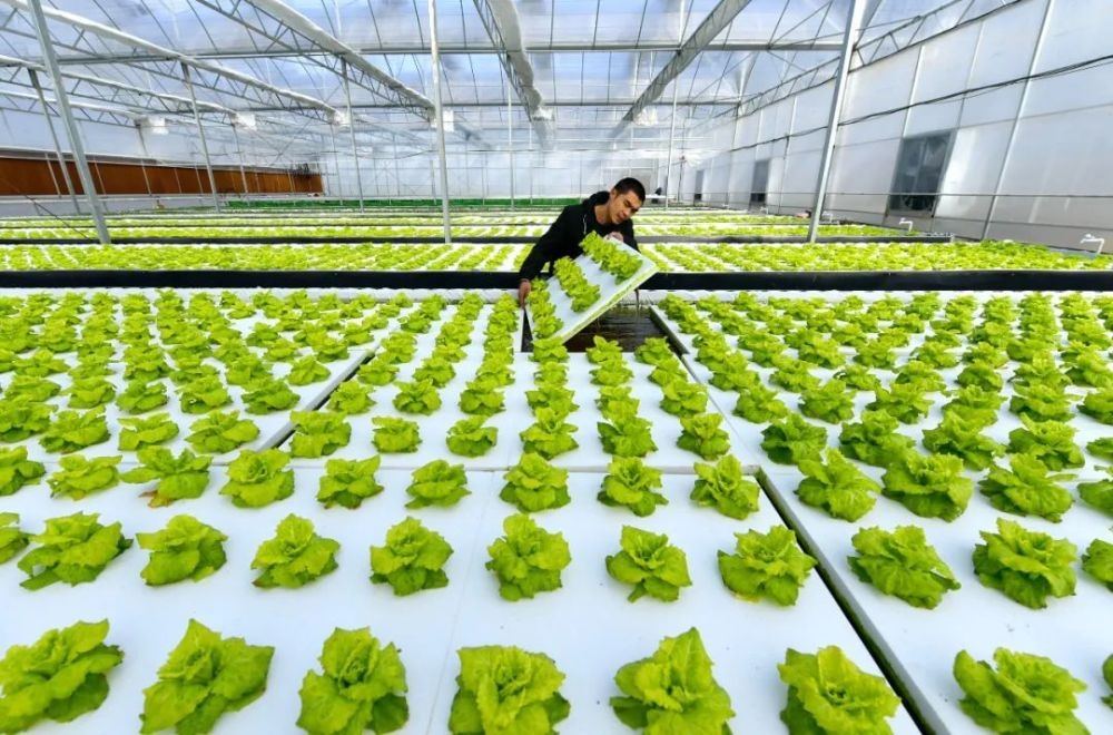 中國農業種植技術的創新與發展 現狀、挑戰與未來趨勢