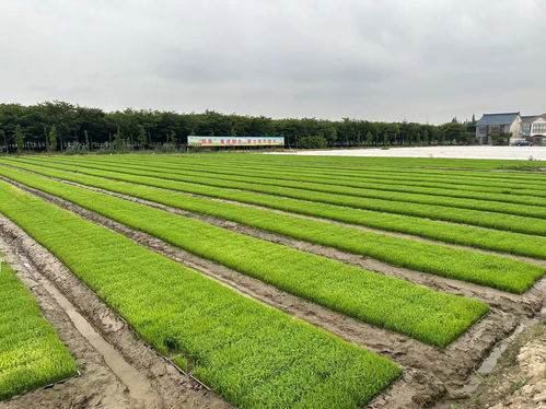 農業社會化服務 破解“誰來種地、如何種好地”難題，驅動種植技術革新