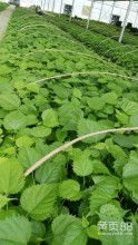 攀枝花開處，銳華添錦繡——聚焦農業新生態的佼佼者