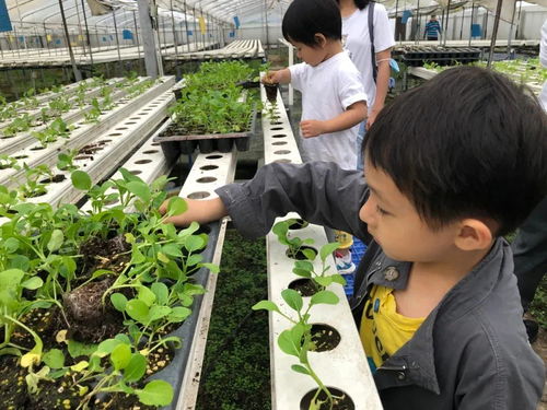 當城市農學家，探秘無土栽培蔬菜工廠，感受農業科技之光