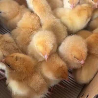 3月14日肉雞及苗雞市場行情評述 苗雞供應(yīng)偏緊，價格穩(wěn)中有升